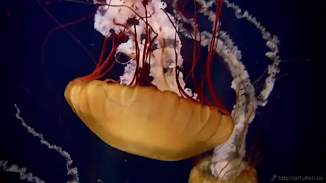 Snapshot of streamy_test11 chatting on February 2025 08:09:02 AM streamy test11 online show from February 2025 08:09:02 AM