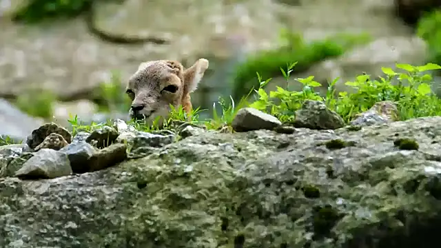 Snapshot of streamy_test11 chatting on February 2025 03:51:02 PM streamy test11 online show from February 2025 03:51:02 PM