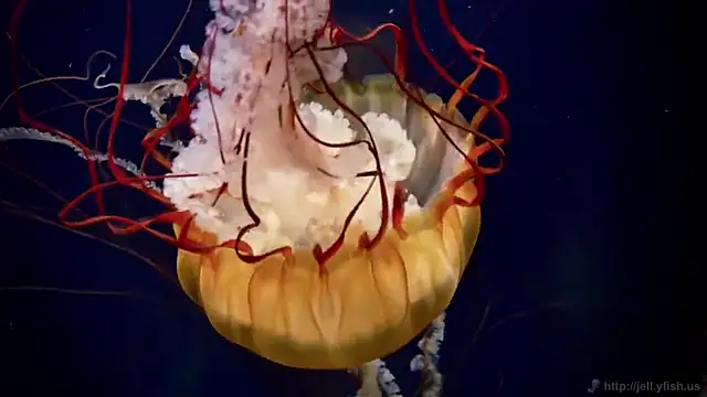 Snapshot of streamy_test11 chatting on February 2025 08:33:02 AM streamy test11 online show from February 2025 08:33:02 AM