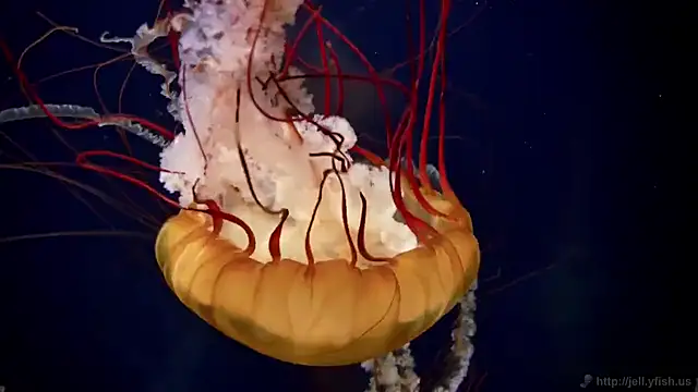 Snapshot of streamy_test11 chatting on March 2025 08:16:02 AM streamy test11 online show from March 2025 08:16:02 AM