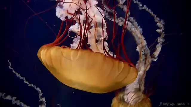 Snapshot of streamy_test11 chatting on March 2025 08:41:02 AM streamy test11 online show from March 2025 08:41:02 AM