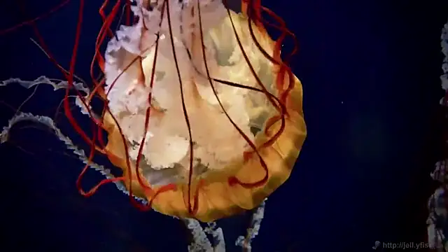 Snapshot of streamy_test11 chatting on March 2025 08:37:02 AM streamy test11 online show from March 2025 08:37:02 AM