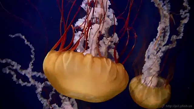 Snapshot of streamy_test11 chatting on March 2025 08:17:01 AM streamy test11 online show from March 2025 08:17:01 AM