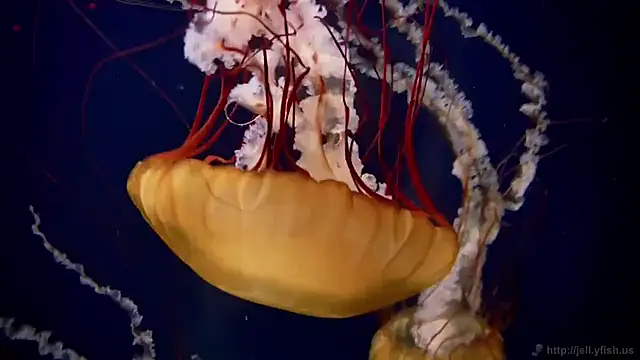 Snapshot of streamy_test11 chatting on September 2025 12:38:01 PM streamy test11 online show from September 2025 12:38:01 PM