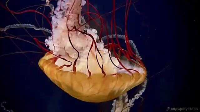 Snapshot of streamy_test11 chatting on September 2025 11:21:02 AM streamy test11 online show from September 2025 11:21:02 AM