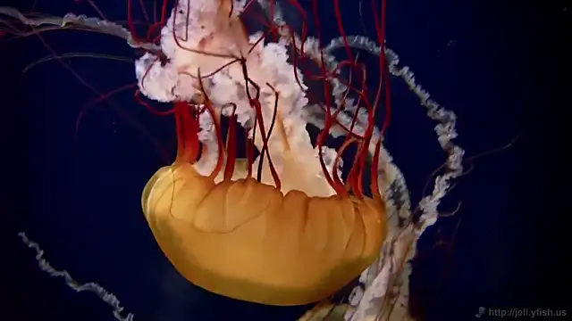 Snapshot of streamy_test11 chatting on September 2025 12:40:01 PM streamy test11 online show from September 2025 12:40:01 PM