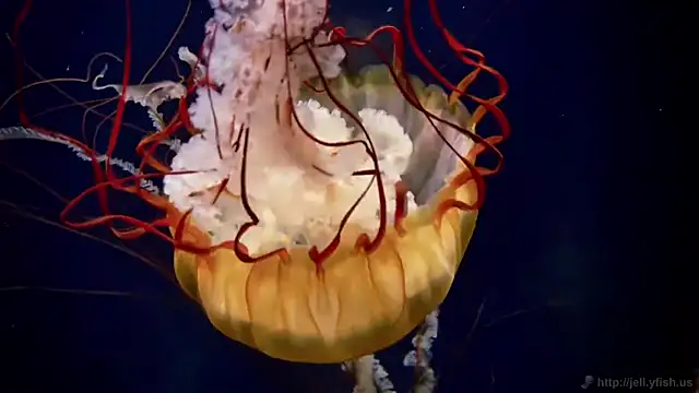 Snapshot of streamy_test11 chatting on September 2025 06:54:01 PM streamy test11 online show from September 2025 06:54:01 PM