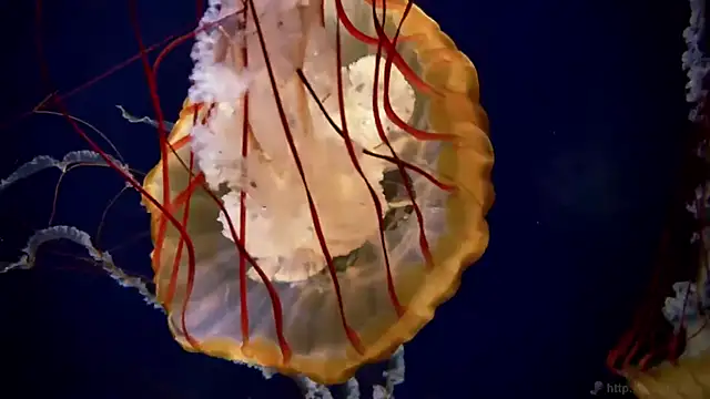 Snapshot of streamy_test11 chatting on September 2025 07:55:02 AM streamy test11 online show from September 2025 07:55:02 AM