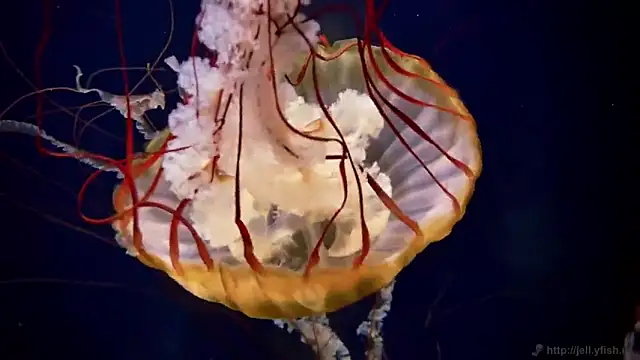 Snapshot of streamy_test11 chatting on October 2025 12:57:02 PM streamy test11 online show from October 2025 12:57:02 PM