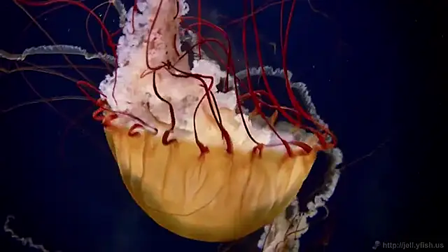 Snapshot of streamy_test11 chatting on November 2025 04:29:01 PM streamy test11 online show from November 2025 04:29:01 PM