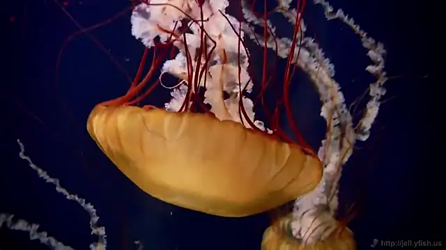 streamy test11 online show from March 2026 08:52:01 AM