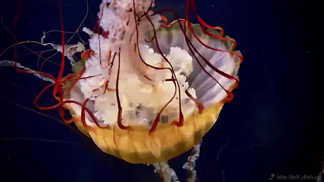 streamy test11 online show from April 2026 09:32:02 AM