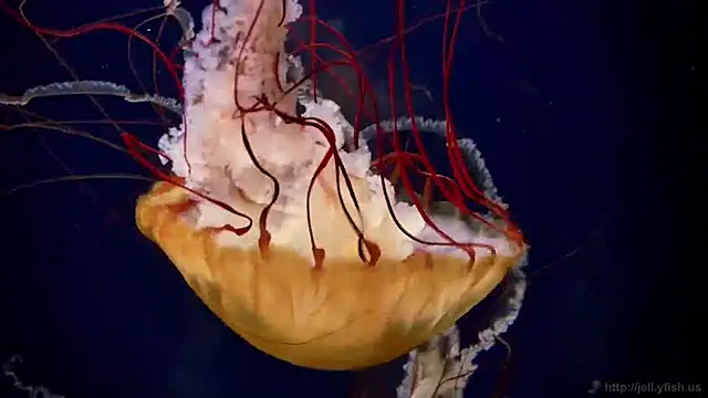 streamy test11 online show from April 2026 10:42:02 AM