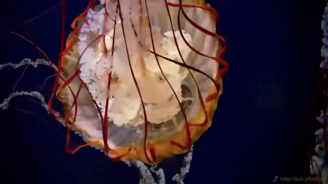 streamy test11 online show from April 2026 03:25:02 PM