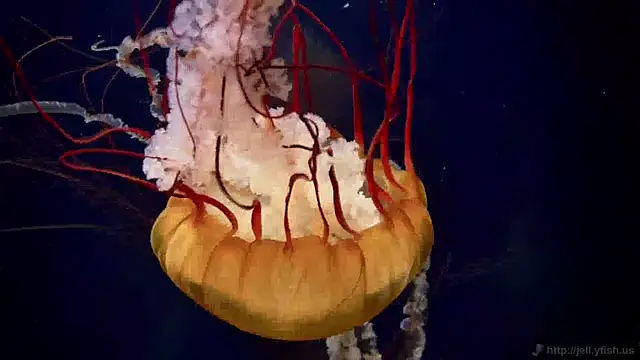 streamy test11 online show from April 2026 02:30:01 PM