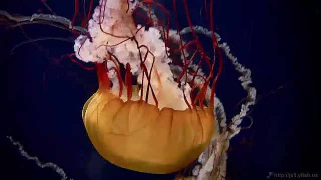 Snapshot of streamy_test12 chatting on December 2024 08:09:02 AM streamy test12 online show from December 2024 08:09:02 AM