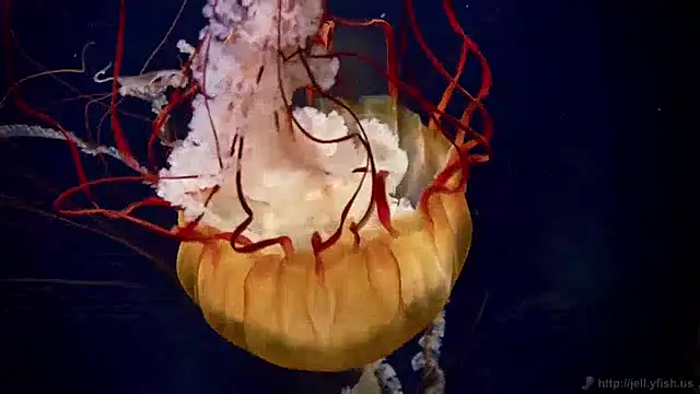 Snapshot of streamy_test12 chatting on December 2024 10:17:02 AM streamy test12 online show from December 2024 10:17:02 AM