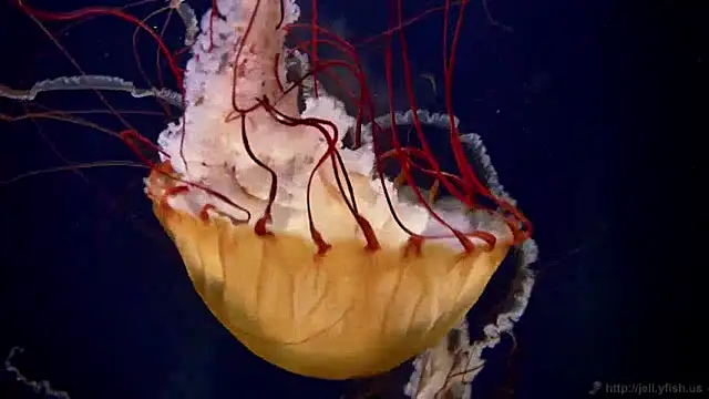 Snapshot of streamy_test12 chatting on December 2024 08:12:01 AM streamy test12 online show from December 2024 08:12:01 AM