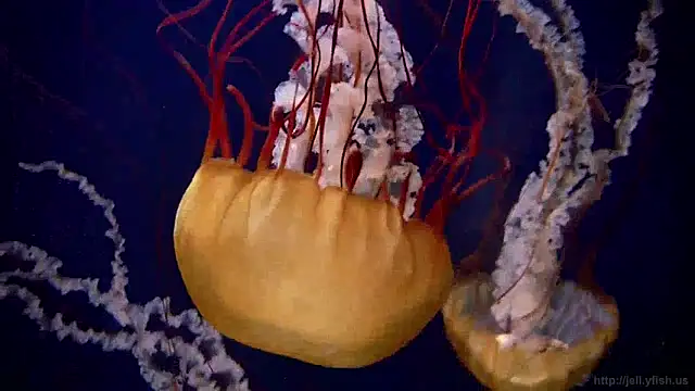 Snapshot of streamy_test12 chatting on December 2024 08:11:02 AM streamy test12 online show from December 2024 08:11:02 AM