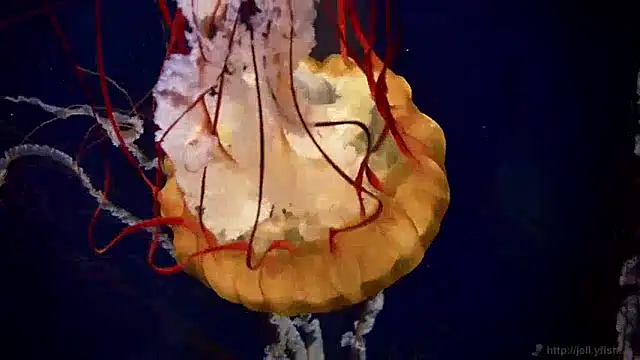 Snapshot of streamy_test12 chatting on December 2024 08:19:02 AM streamy test12 online show from December 2024 08:19:02 AM