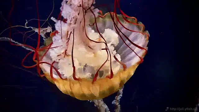 Snapshot of streamy_test12 chatting on December 2024 08:09:01 AM streamy test12 online show from December 2024 08:09:01 AM