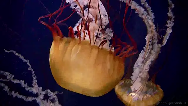 Snapshot of streamy_test12 chatting on December 2024 08:11:02 AM streamy test12 online show from December 2024 08:11:02 AM