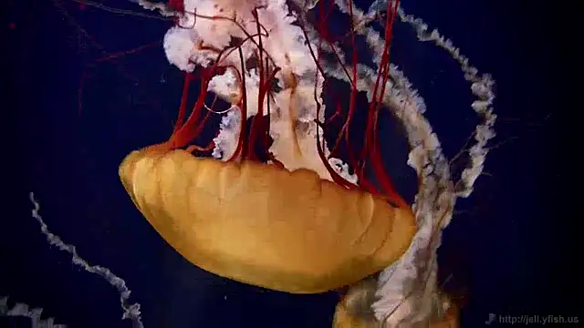 Snapshot of streamy_test12 chatting on December 2024 08:10:02 AM streamy test12 online show from December 2024 08:10:02 AM