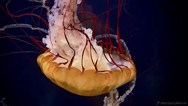 Snapshot of streamy_test12 chatting on January 2025 08:20:02 AM streamy test12 online show from January 2025 08:20:02 AM