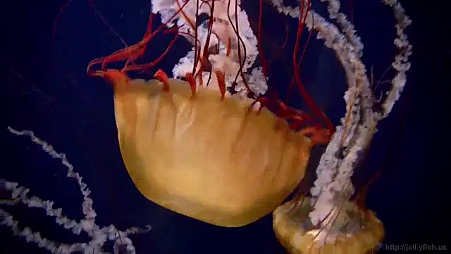 Snapshot of streamy_test12 chatting on January 2025 08:09:02 AM streamy test12 online show from January 2025 08:09:02 AM