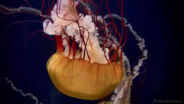 Snapshot of streamy_test12 chatting on January 2025 08:14:02 AM streamy test12 online show from January 2025 08:14:02 AM