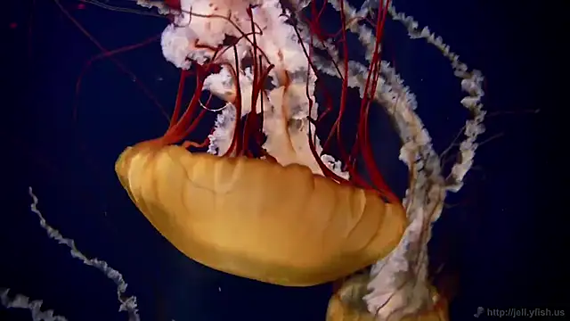 Snapshot of streamy_test12 chatting on March 2025 08:13:02 AM streamy test12 online show from March 2025 08:13:02 AM