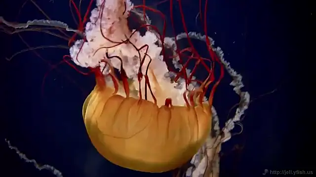 Snapshot of streamy_test12 chatting on October 2025 08:21:01 AM streamy test12 online show from October 2025 08:21:01 AM