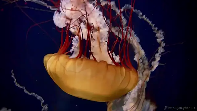 Snapshot of streamy_test12 chatting on October 2025 01:31:01 PM streamy test12 online show from October 2025 01:31:01 PM