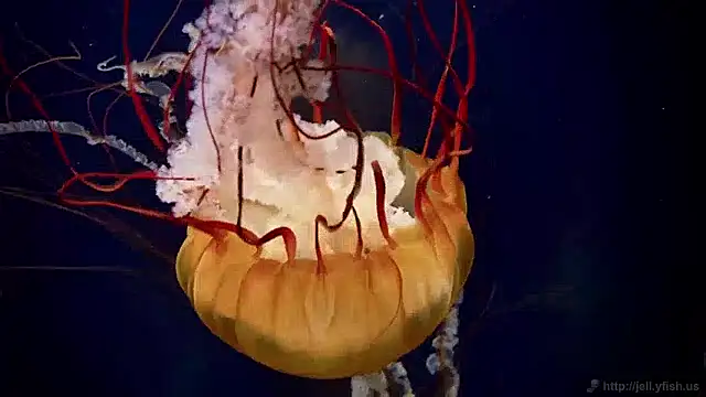 Snapshot of streamy_test15 chatting on December 2024 08:09:02 AM streamy test15 online show from December 2024 08:09:02 AM