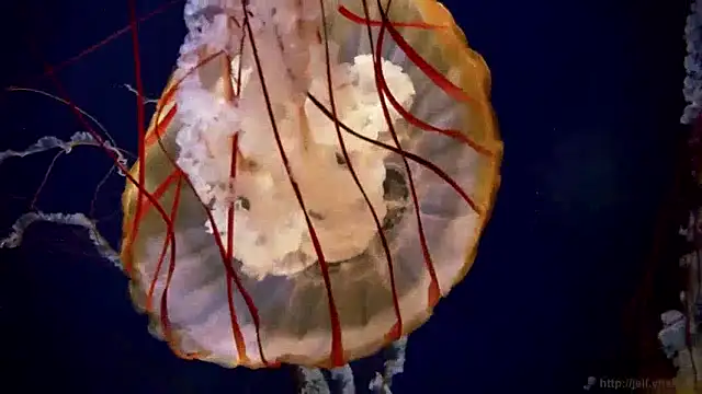 Snapshot of streamy_test15 chatting on December 2024 08:19:02 AM streamy test15 online show from December 2024 08:19:02 AM