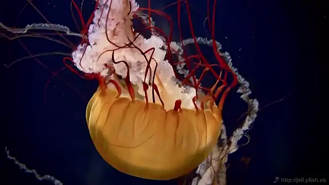 Snapshot of streamy_test15 chatting on November 2025 09:53:01 AM streamy test15 online show from November 2025 09:53:01 AM