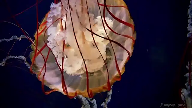 streamy test15 online show from December 2025 07:59:01 AM