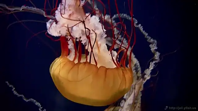 streamy test15 online show from March 2026 05:08:01 PM