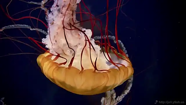 streamy test15 online show from March 2026 01:40:02 PM