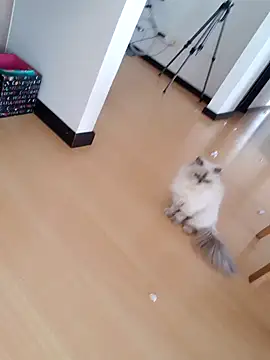  monicab online show from September 2025 02:55:01 PM