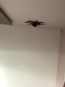 Snapshot of Larabrooks chatting on October 2025 07:01:01 PM Larabrooks online show from October 2025 07:01:01 PM