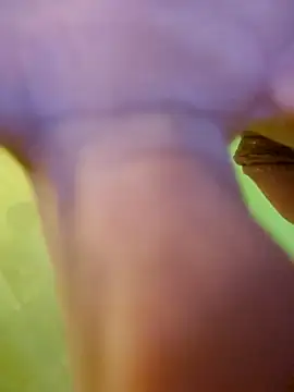 jorwee online show from January 2025 07:26:01 AM