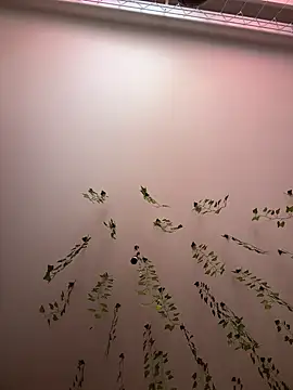 Snapshot of -Sexy_Barbie- chatting on March 2025 02:43:02 AM -Sexy Barbie- online show from March 2025 02:43:02 AM