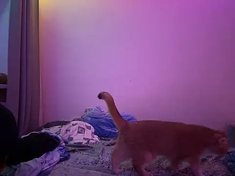 Snapshot of NimFF123 chatting on January 2025 12:54:01 AM NimFF123 online show from January 2025 12:54:01 AM