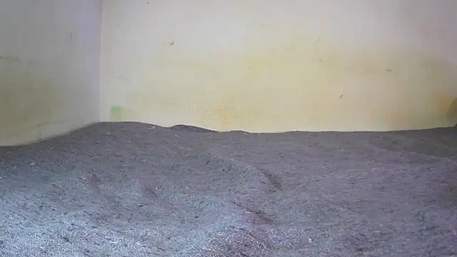 Snapshot of fern_tlk chatting on December 2024 07:11:02 PM fern tlk online show from December 2024 07:11:02 PM