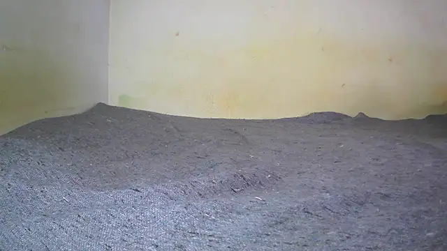 Snapshot of fern_tlk chatting on February 2025 05:28:02 AM fern tlk online show from February 2025 05:28:02 AM