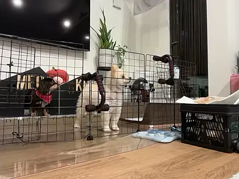 Snapshot of kensnb chatting on November 2025 08:17:02 AM kensnb online show from November 2025 08:17:02 AM