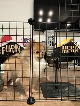 Snapshot of kensnb chatting on March 2026 09:08:02 PM kensnb online show from March 2026 09:08:02 PM