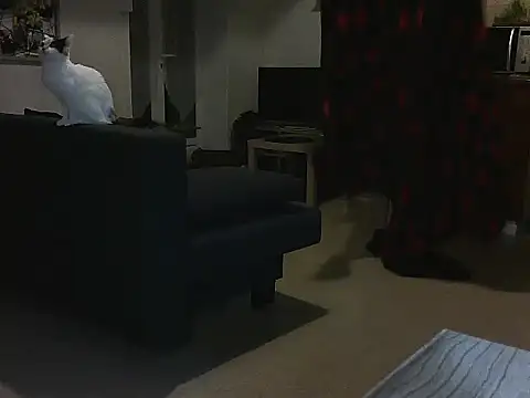 Lauzo21 online show from March 2025 03:51:01 AM