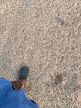 Black mamba madingo online show from January 2025 08:11:02 AM